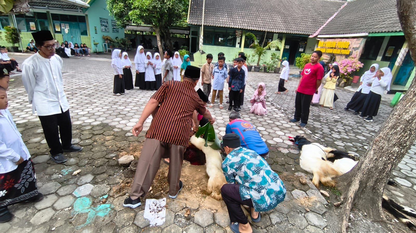 MIN 1 Kulon Progo Gelar Pembelajaran Kurban
